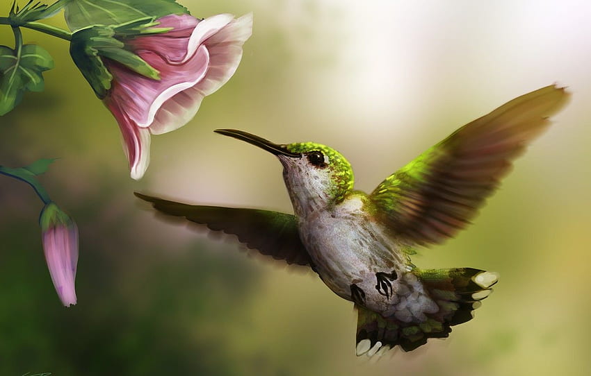 flower, pink, bird, Hummingbird, art for , section Ð¶Ð¸Ð²Ð¾Ð¿Ð¸ÑÑ, Hummingbirds HD wallpaper